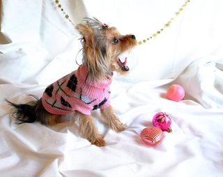 Pet Accessories