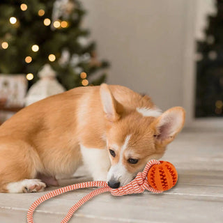 Pet Teeth Cleaning Treat Ball