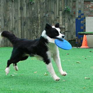 Training Frisbeed