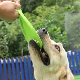 Training Frisbeed